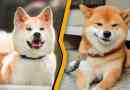 Akita inu és siba inu - hogyan lehet megkülönböztetni?